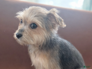 Morkie dogs Jax - Ad 21