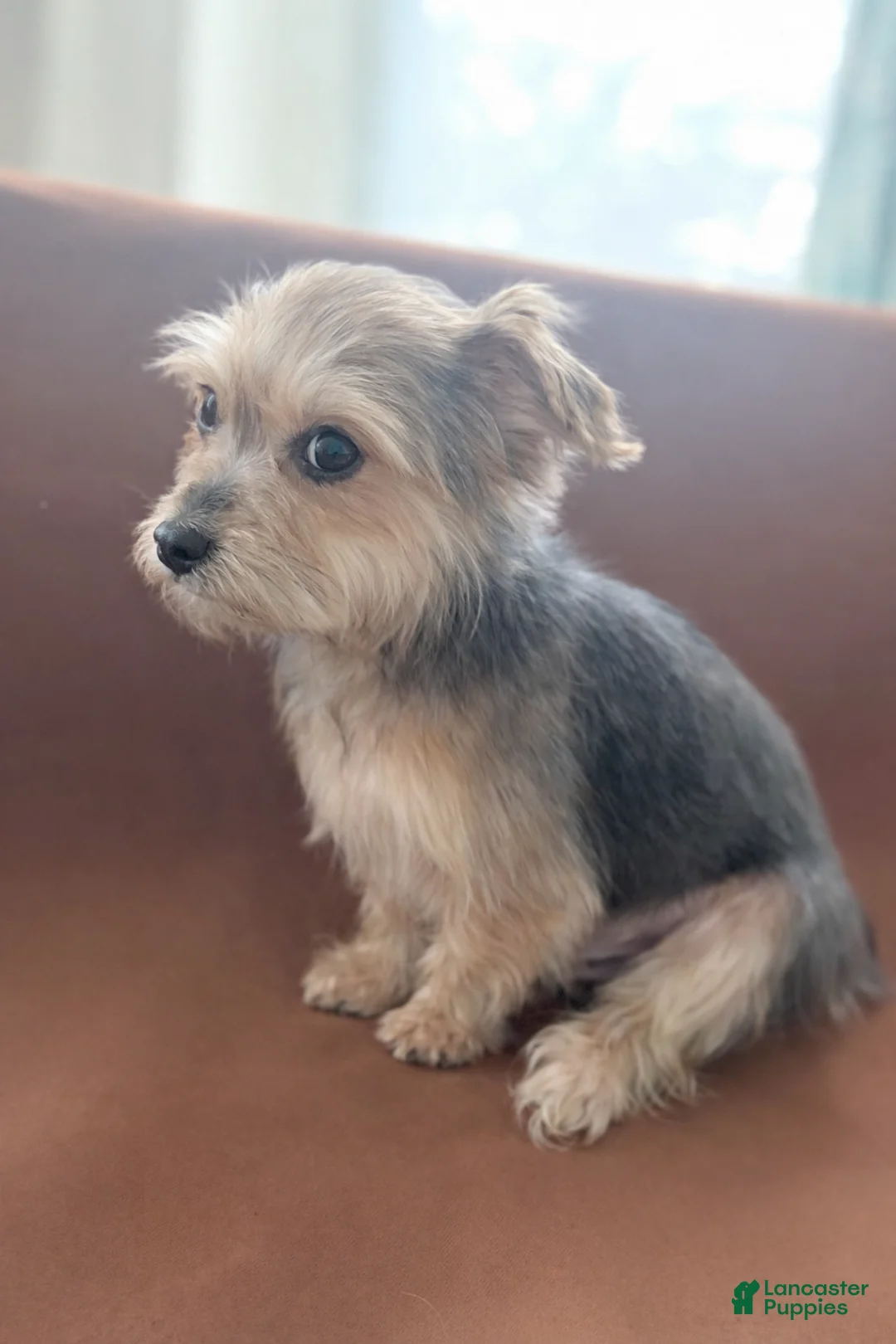 Morkie dogs for sale: Jax - Ad 1