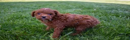 Miniature Poodle dogs for sale: Denver  💕🐶 - Ad 9