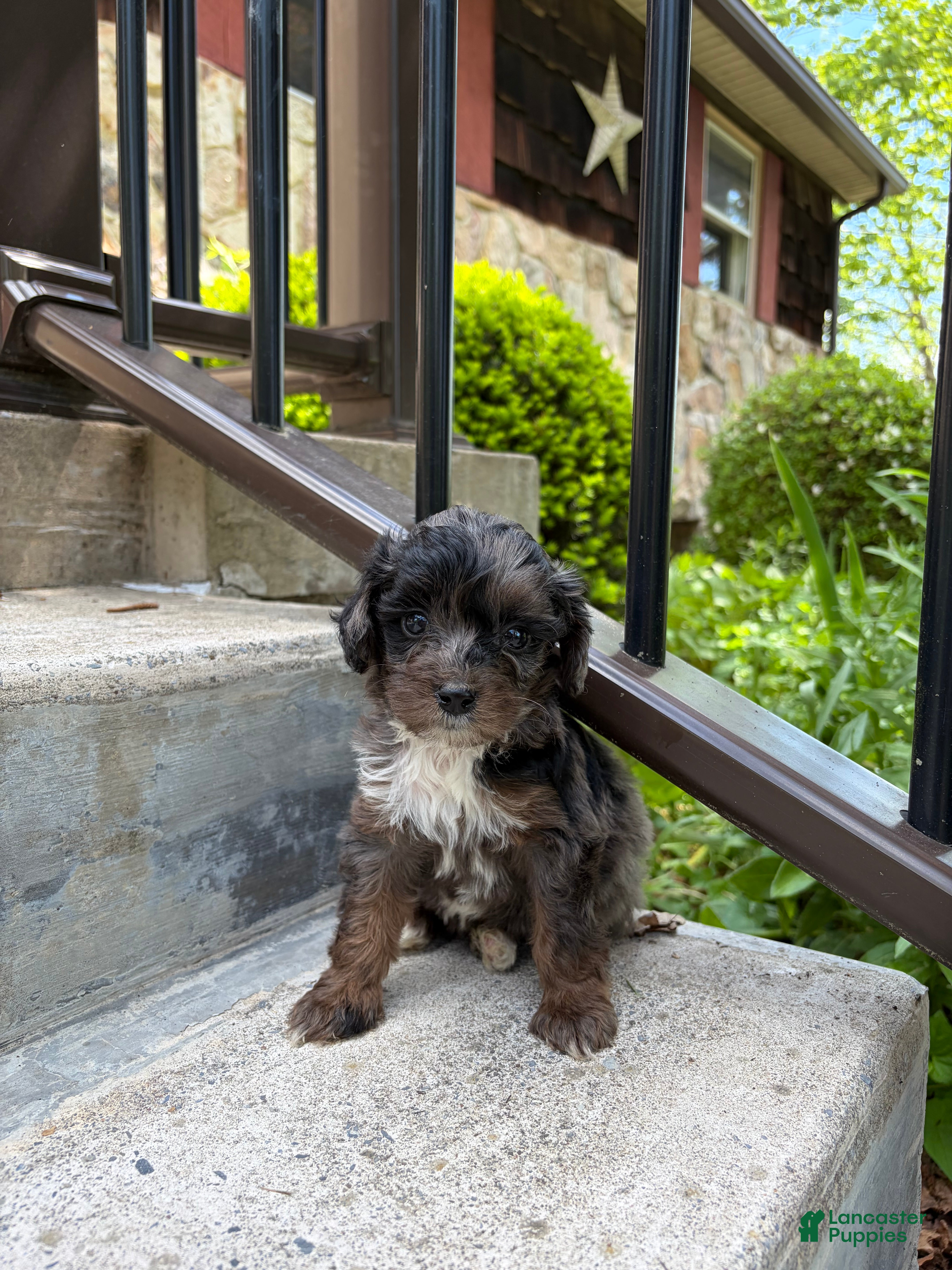 Mini Bernedoodle dogs Pearl - Ad 1