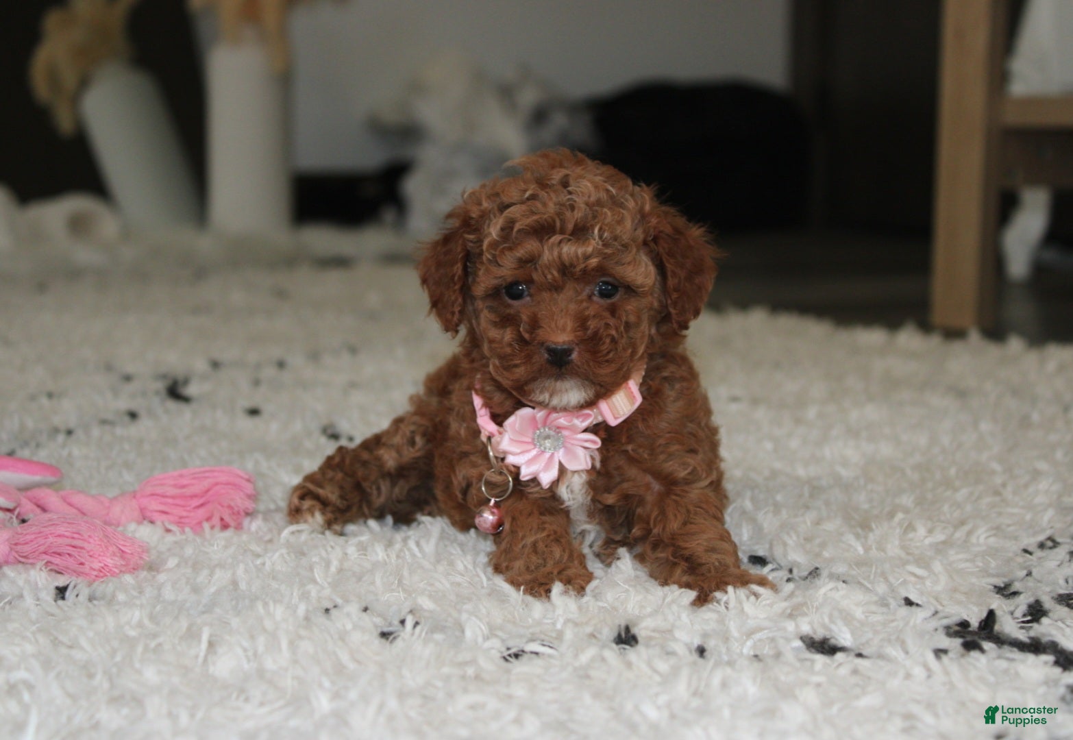Toy Poodle dogs Blaire - Ad 1