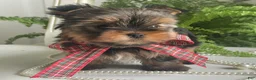 Yorkshire Terrier dogs for sale: Cody - Ad 8