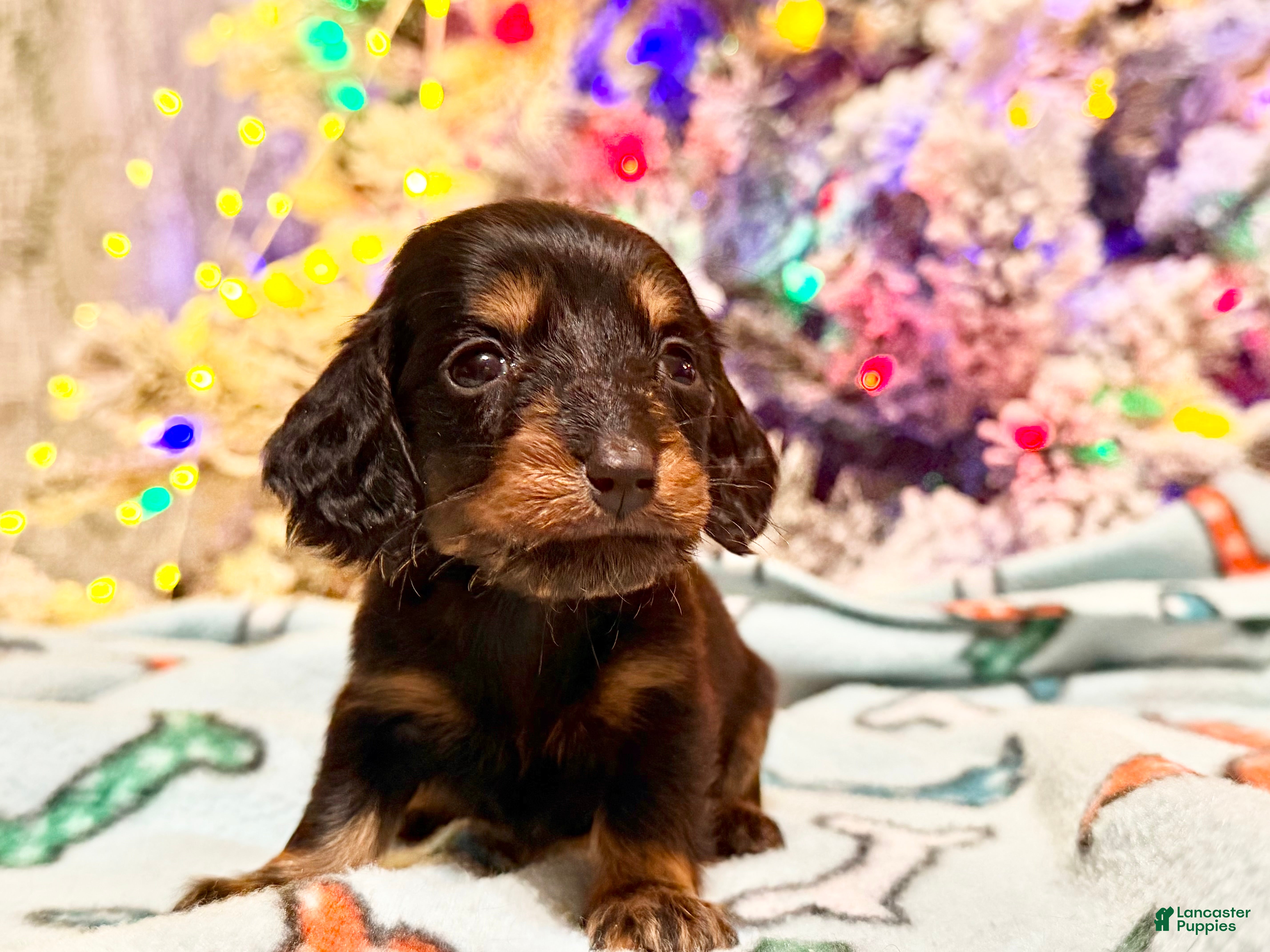 Dachshund dogs Black and tan mini long coat - Ad 39