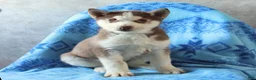 Siberian Husky dogs for sale: Togo - Ad 3