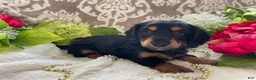 Miniature Dachshund dogs for sale: Kenzi - Ad 7