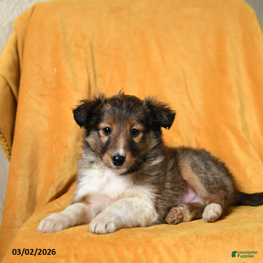 Shetland Sheepdog dogs for sale: Frisky - Ad 3