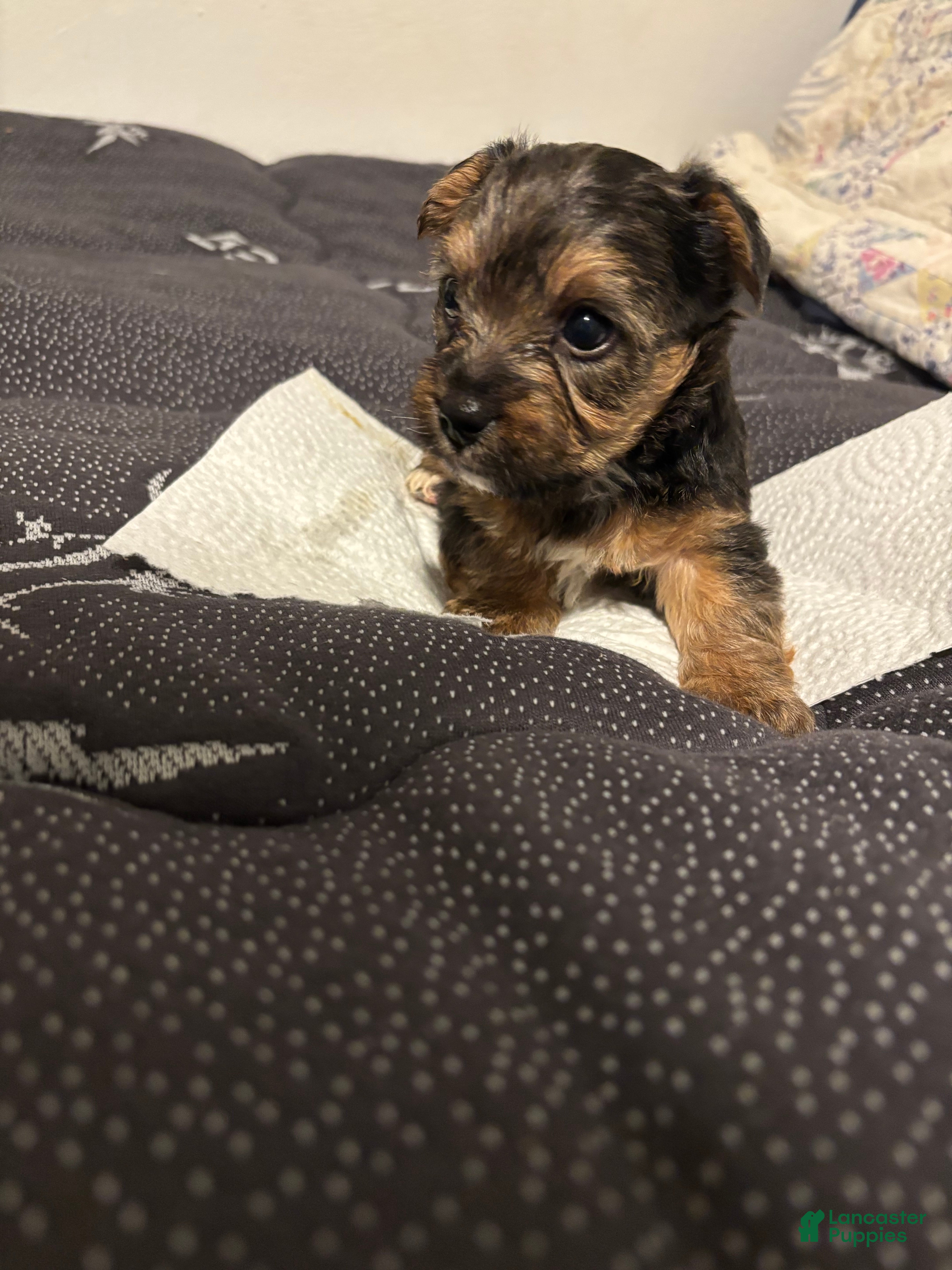 Yorkiepoo dogs Yorkiepoo Puppy 1 - Ad 40