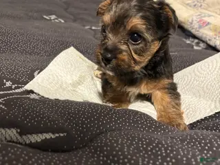 Yorkiepoo dogs Yorkiepoo Puppy 1 - Ad 40