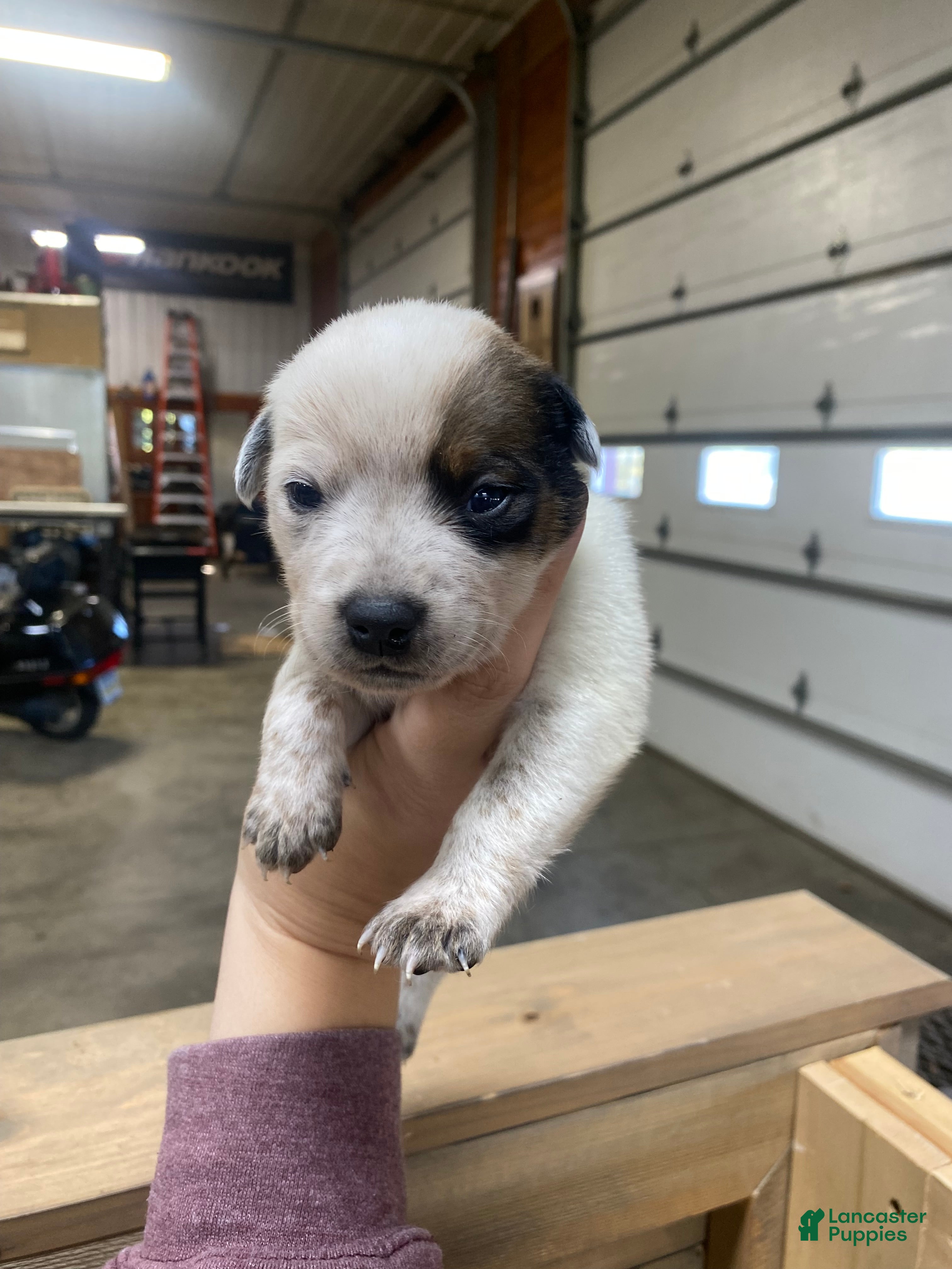 Australian Cattle Dog dogs for sale: Australian Cattle Dog 2 - Ad 24