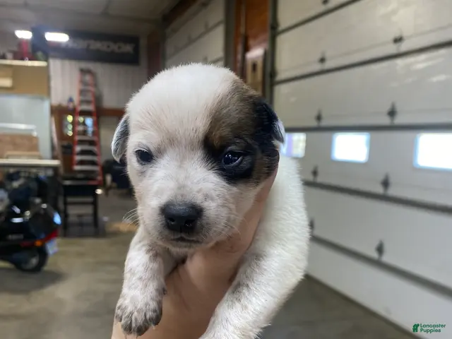 Australian Cattle Dog dogs for sale: Australian Cattle Dog 2 - Ad 24