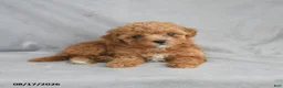 Bichpoo dogs for sale: Zoey - Ad 8