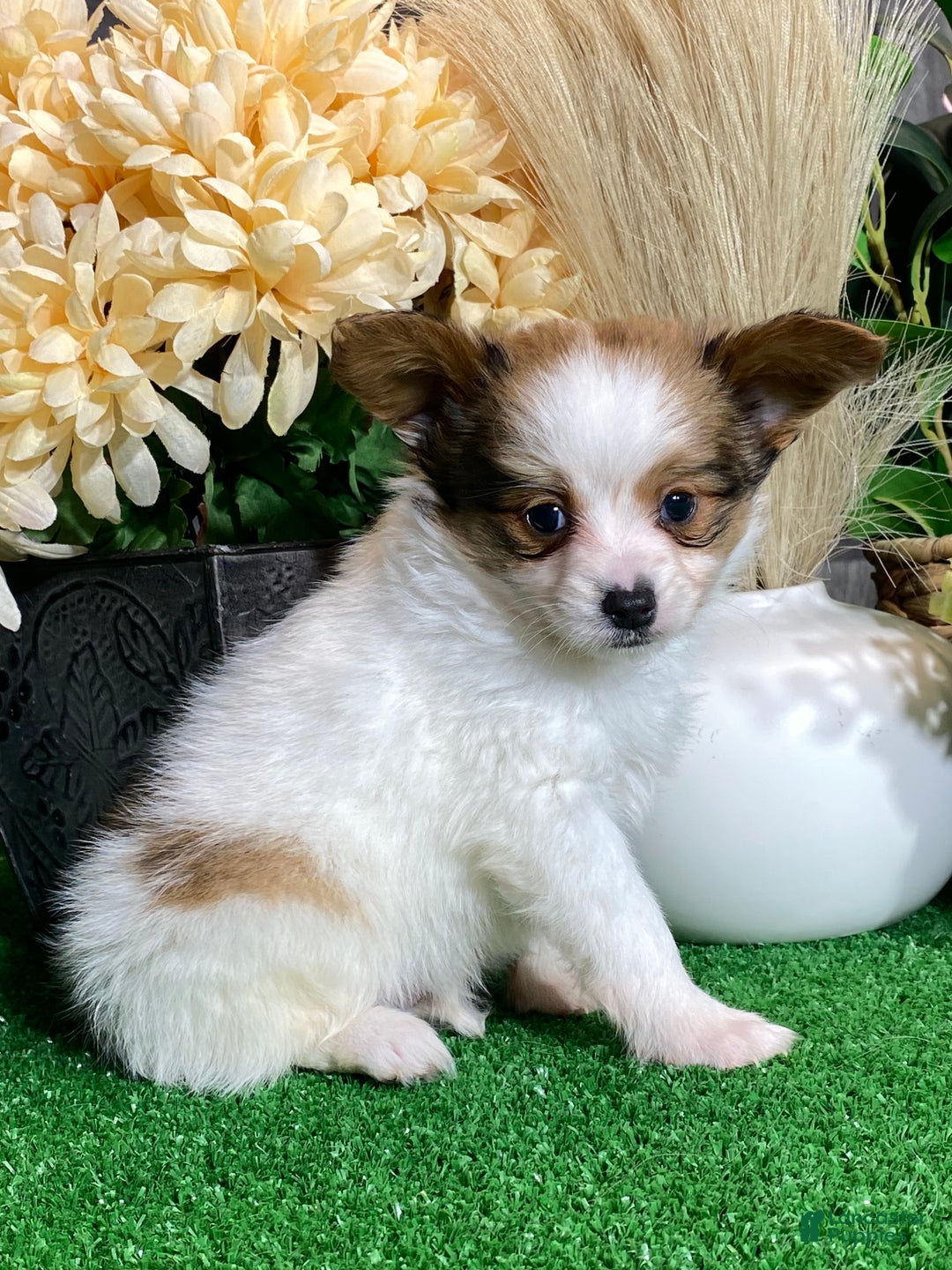 Papillon dogs for sale: Remmi - Ad 4