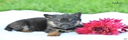 German Shepherd dogs for sale: Jake - Ad 2
