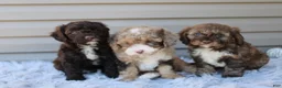 Cavapoo dogs for sale: Racer - Ad 8