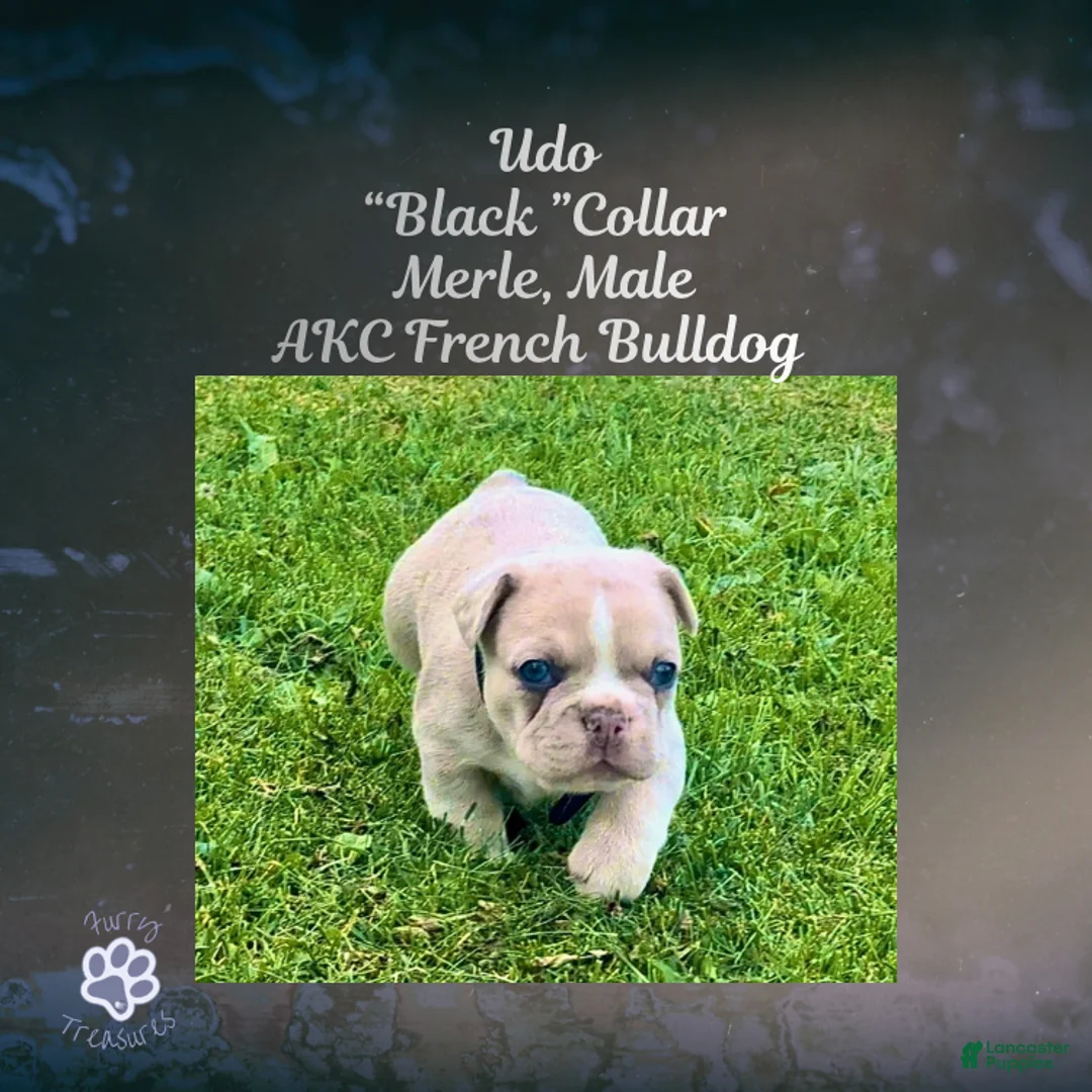 French Bulldog dogs for sale: Udo “Black”Collar, Male - Ad 2