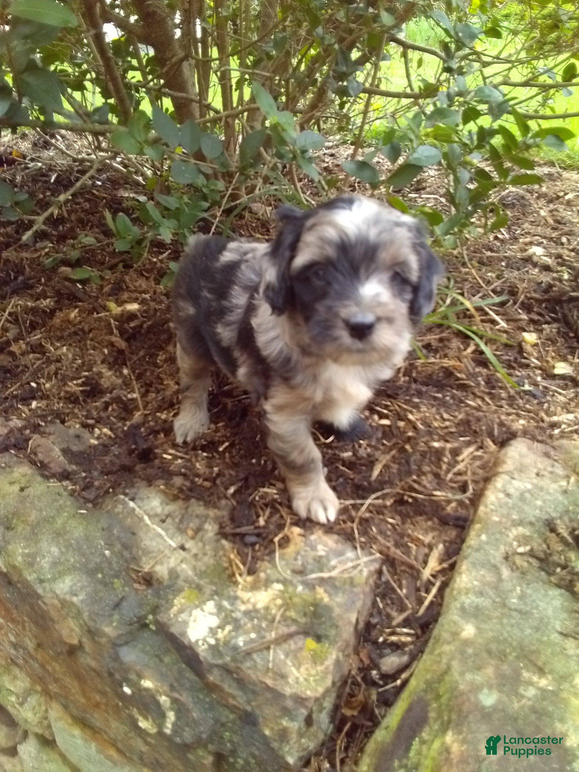 Mini Aussiedoodle dogs Dunley - Ad 1