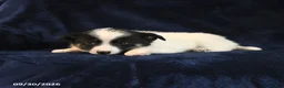 Mixed Breed dogs for sale: Smore  - Ad 4