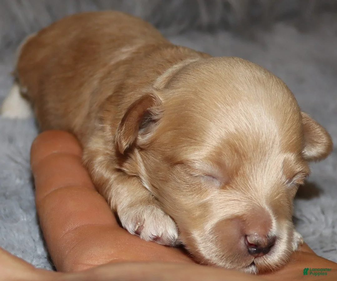 Havapoo dogs for sale: Asher 👨‍👨‍👦‍👦💞🐕 Miniature - Ad 11