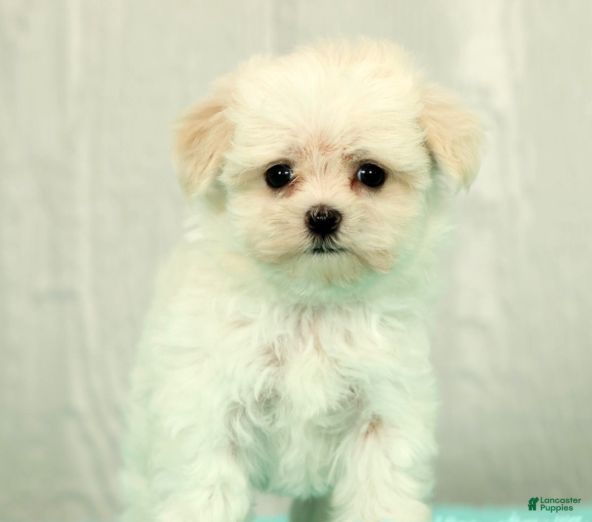 Maltese dogs Bobby - Ad 2