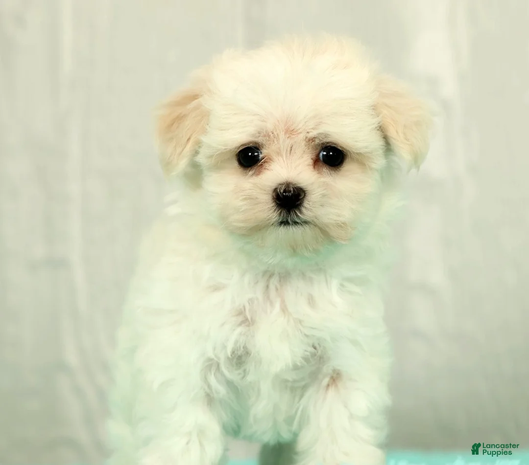 Maltese dogs for sale: Bobby - Ad 2