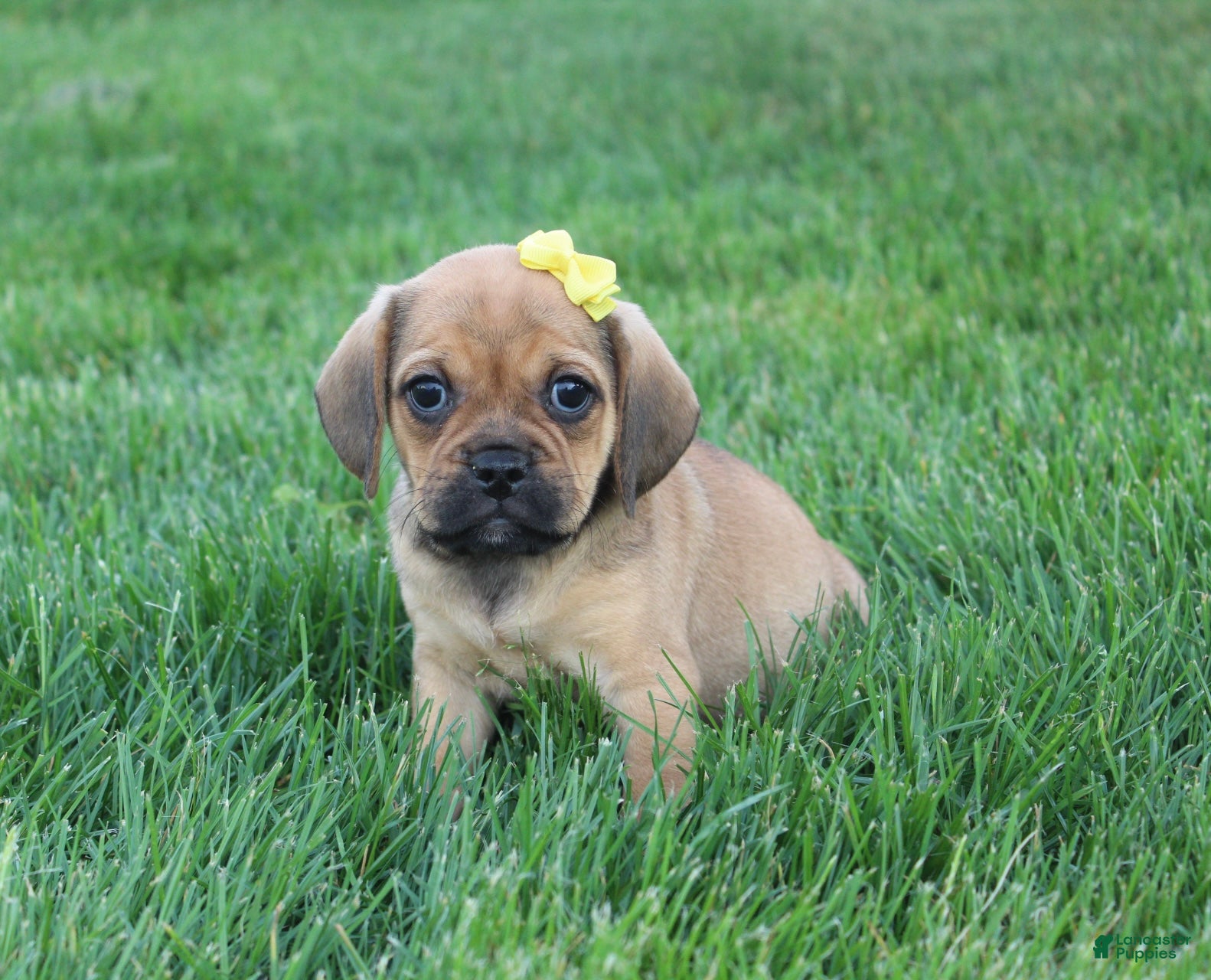 Puggle dogs Allie - Ad 2