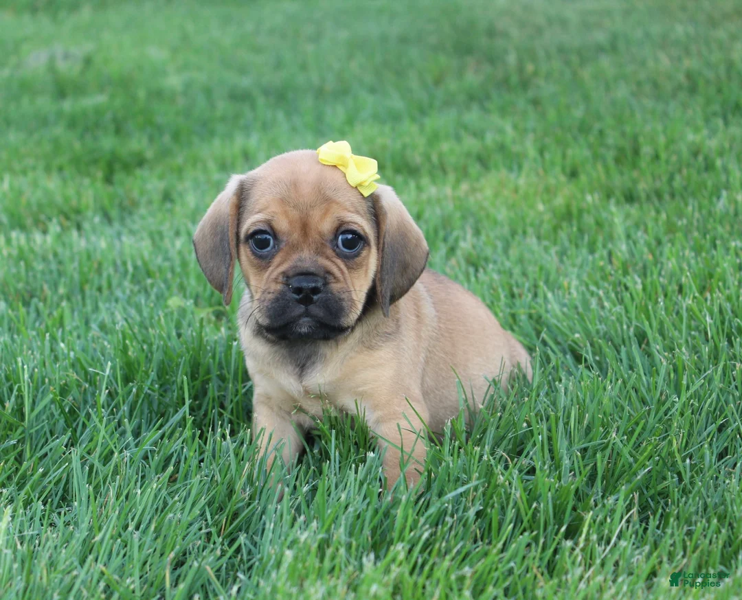 Puggle dogs for sale: Allie - Ad 2