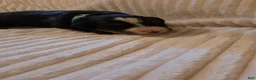 Bernese Mountain Dog dogs for sale: Bernese Mountain Dog 3 - Ad 2