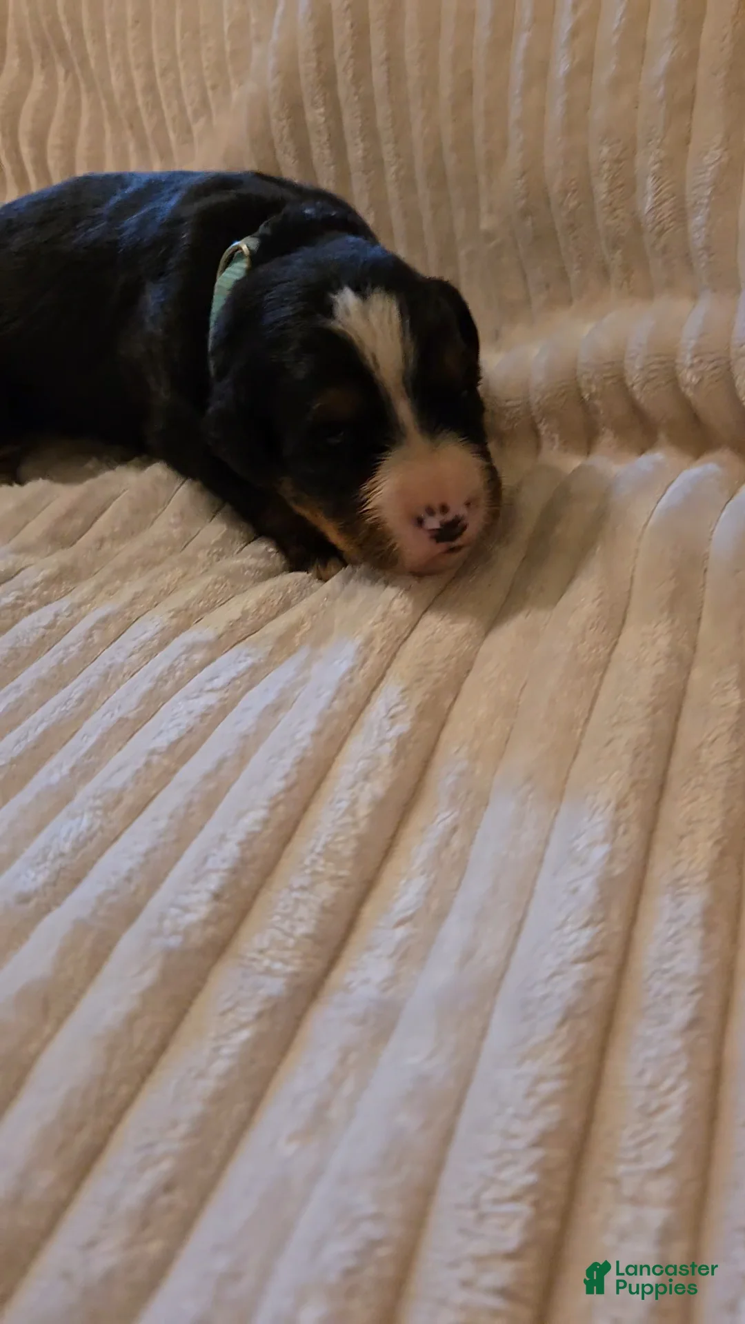 Bernese Mountain Dog dogs for sale: Bernese Mountain Dog 3 - Ad 2