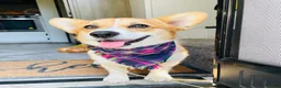 Welsh Corgi Pembroke dogs for sale: Ninny  - Ad 8