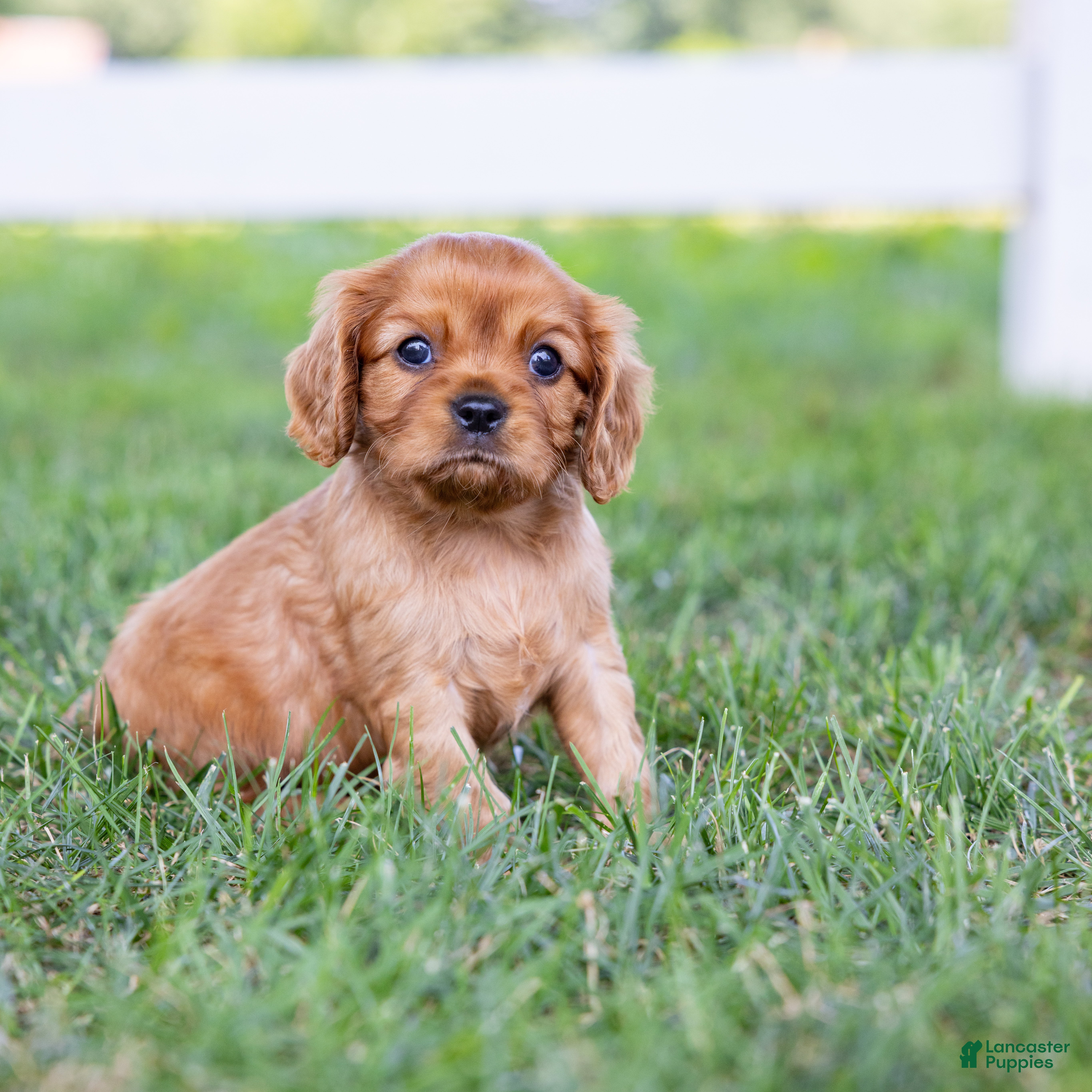 Cavalier King Charles Spaniel dogs Alfalfa - Ad 1