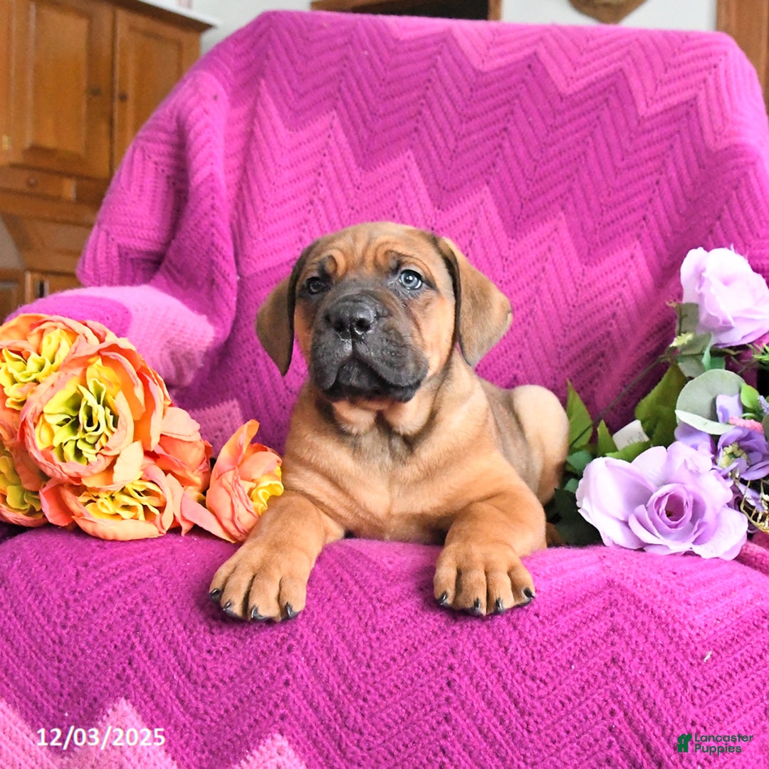 Cane Corso dogs for sale: Max - Ad 3