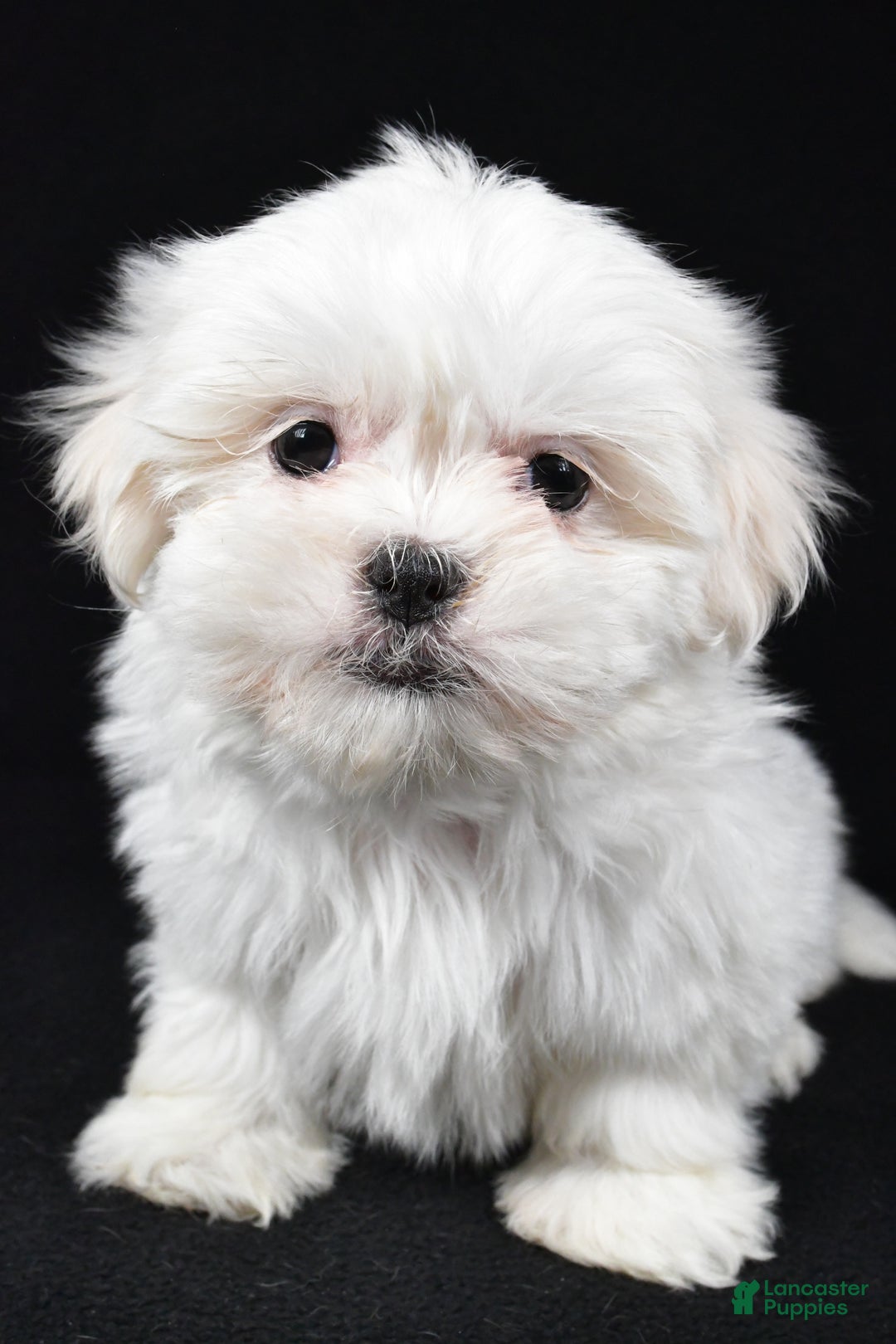 Malshi dogs for sale: Krissey - Ad 8