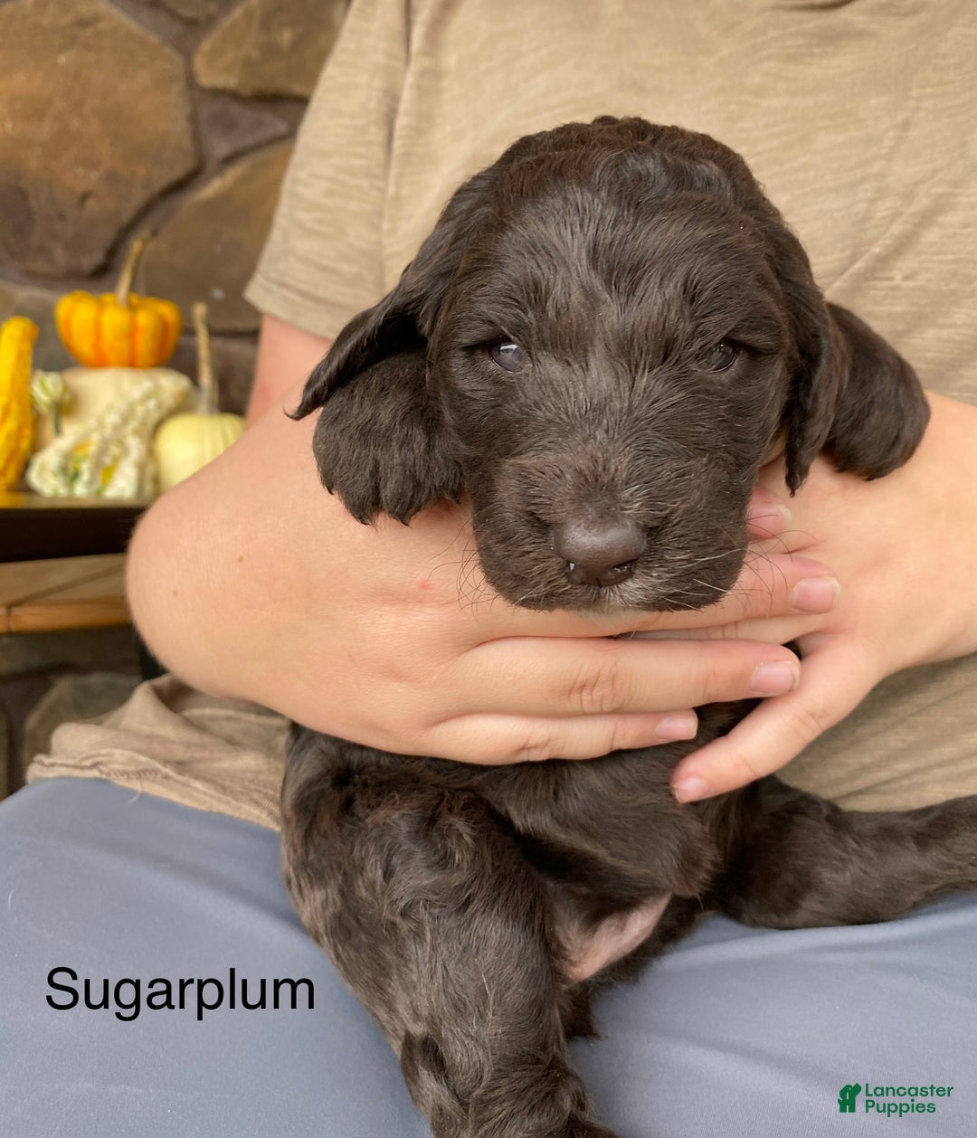 Labradoodle dogs for sale: Snowflake - Ad 30