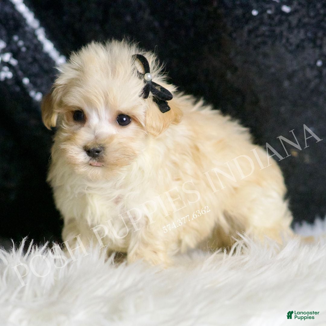 Maltipoo dogs for sale: Butters - Ad 4
