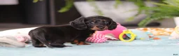 Dachshund dogs for sale: Ivy - Ad 4