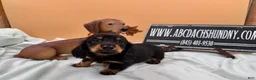 Miniature Dachshund dogs for sale: Russian AKC dachshund - Ad 2