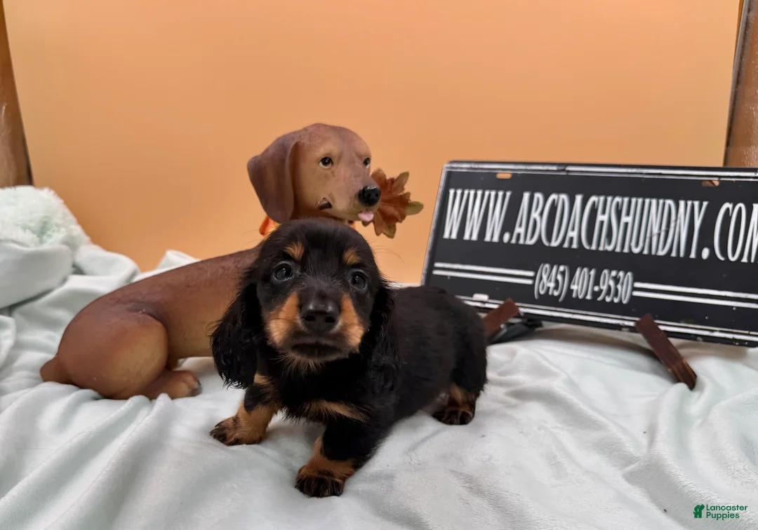 Miniature Dachshund dogs for sale: Russian AKC dachshund - Ad 2