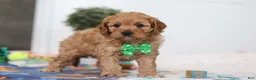 Cavapoo dogs for sale: Lincoln - Ad 5