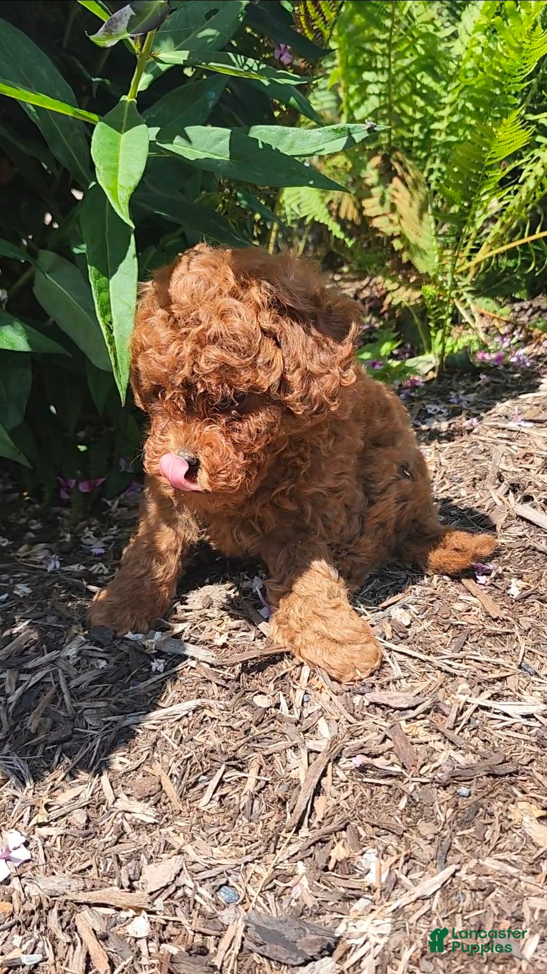 Miniature Poodle dogs Teddy - Ad 2
