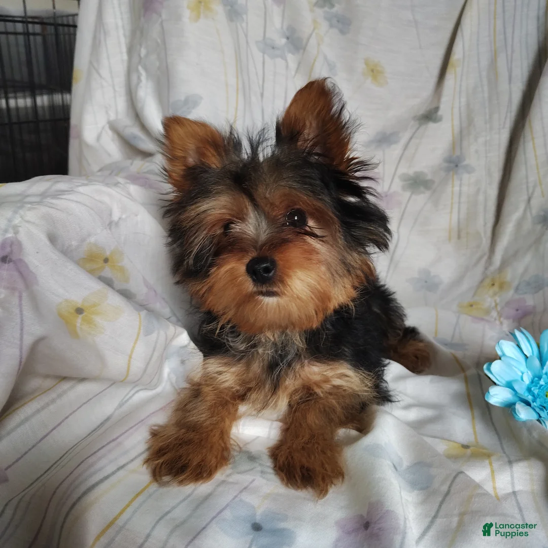 Yorkshire Terrier dogs for sale: Jude - Ad 3