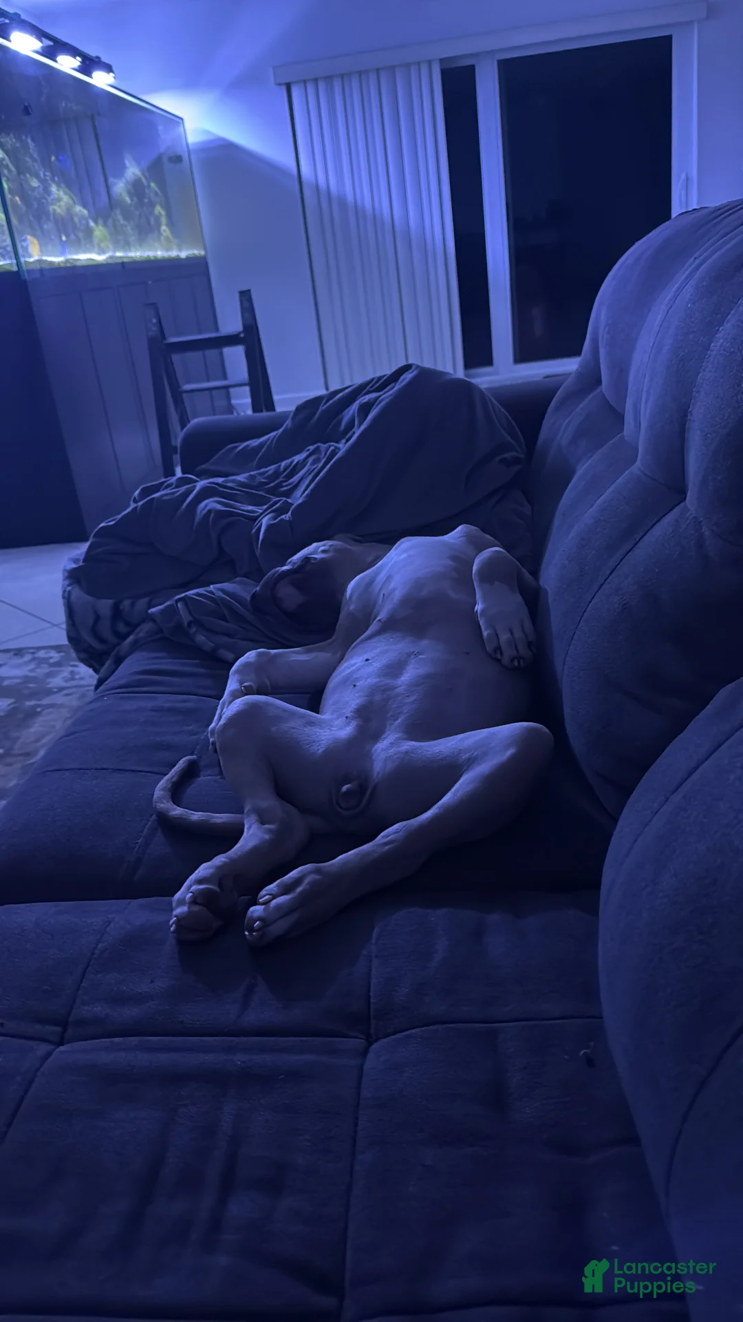 American Pit Bull Terrier dogs for sale:  Luna - Ad 8
