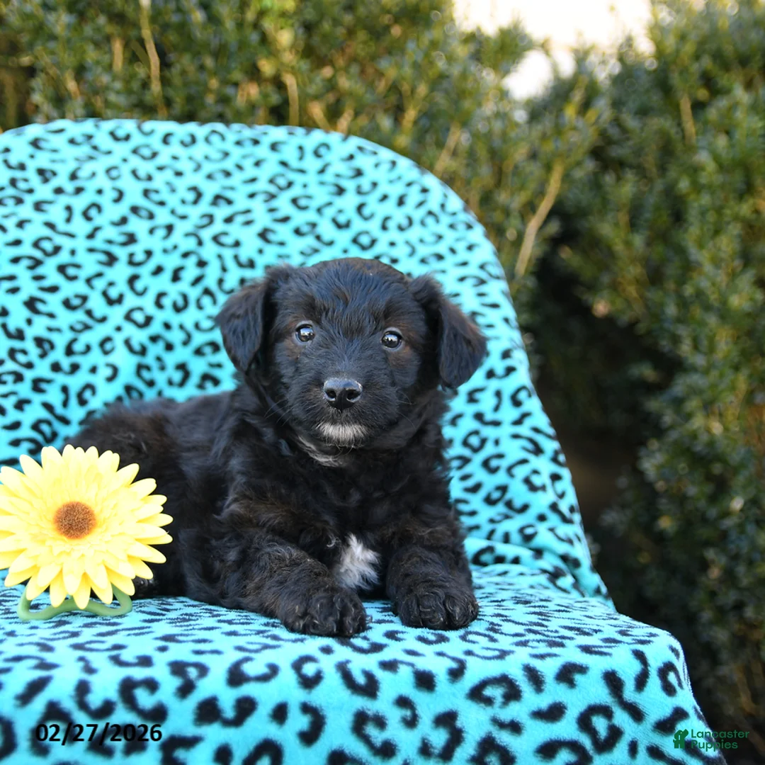 Mixed Breed dogs for sale: Lilly - Ad 3