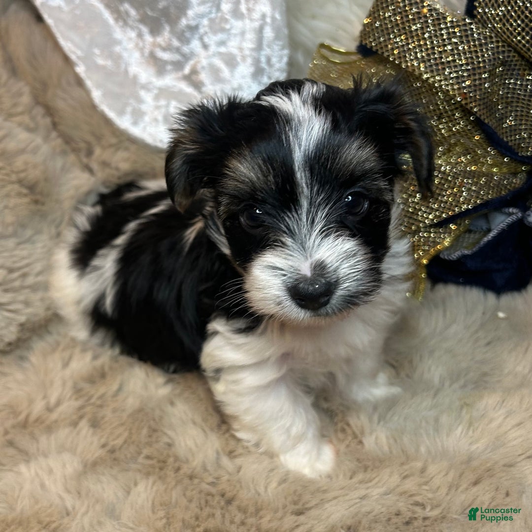 Mixed Breed dogs for sale: Dylan  - Ad 8