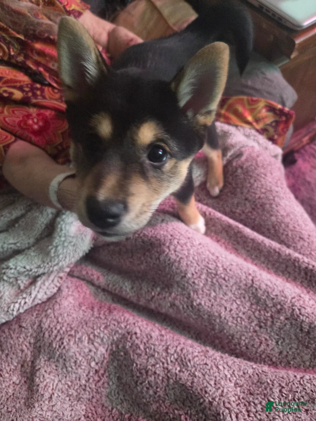 Shiba Inu dogs for sale: Shiba Inu Puppy 1 Angel - Ad 2