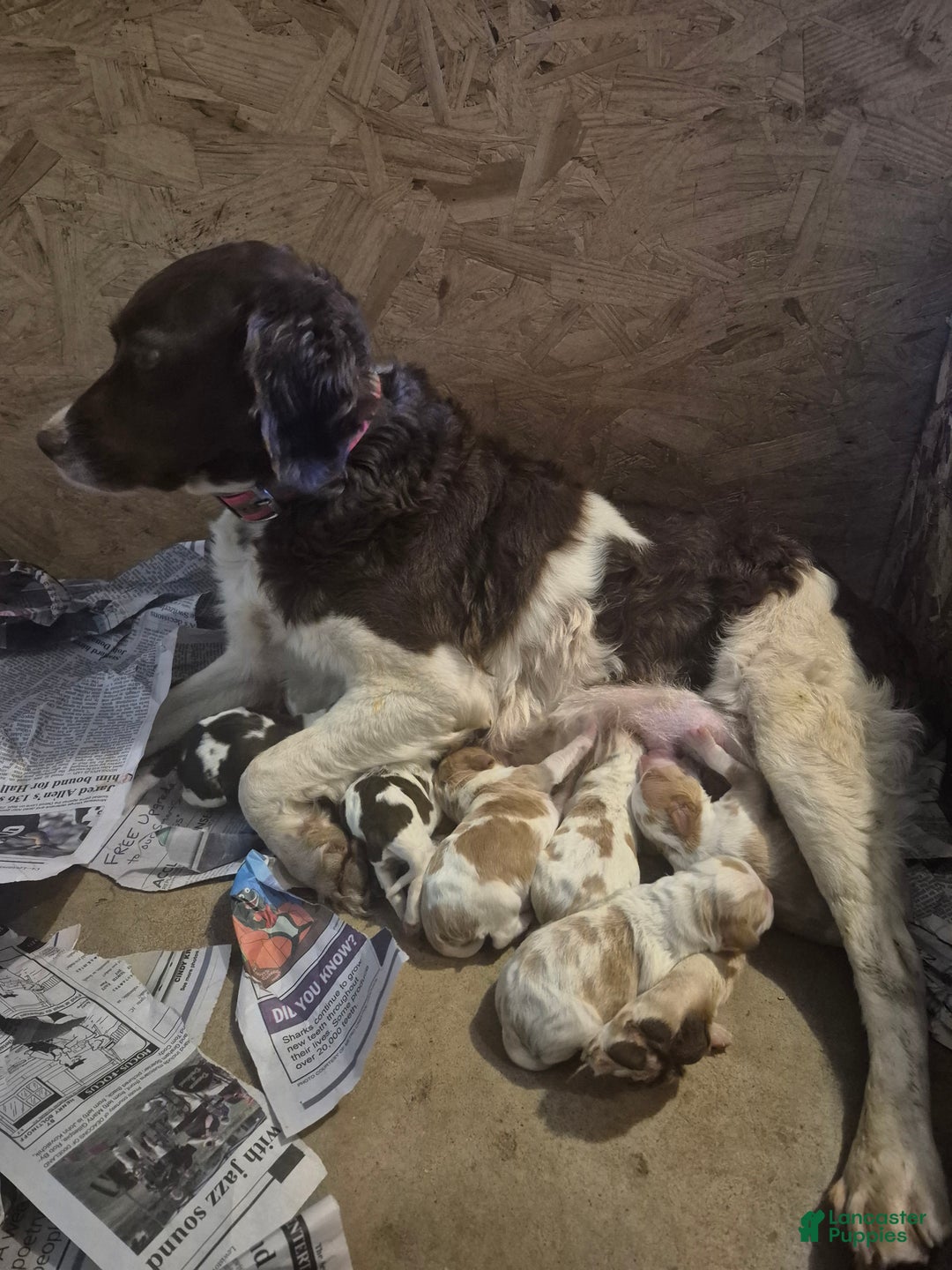 Brittany Spaniel dogs for sale: Pluto - Ad 10