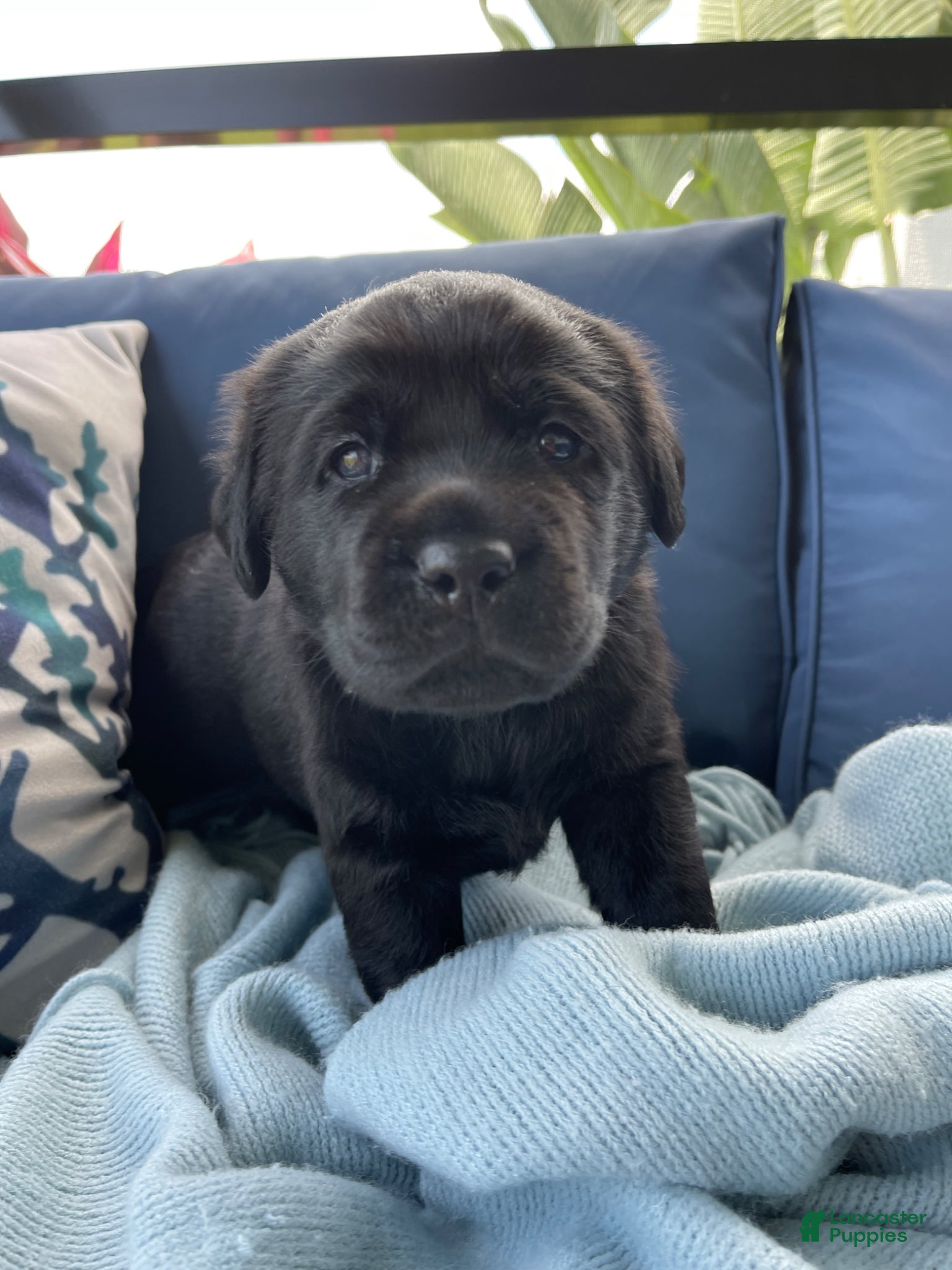 Labrador Retriever dogs for sale: Labrador Retriever Puppy - REX - Ad 5