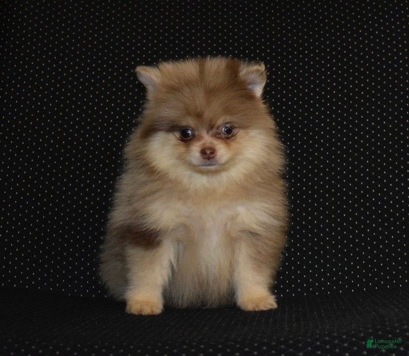Pomeranian dogs Romeo lilac Merle puppy - Ad 16