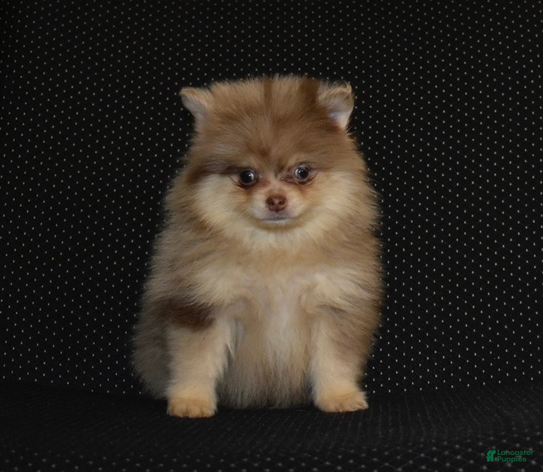 Pomeranian dogs for sale: Romeo lilac Merle puppy - Ad 1