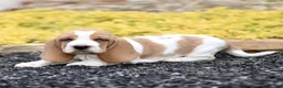 Basset Hound dogs for sale: Layla  - Ad 3
