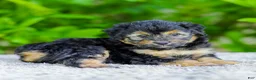 Mini Aussiedoodle dogs for sale: Waldo - Ad 4
